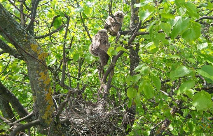 В Ветке спасатели помогли совятам, выпавшим из гнезда